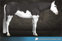 Horse Color:Smoky Black Splash