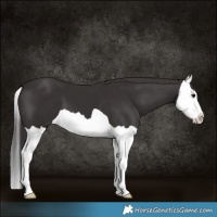 Horse Color:Smoky Black Splash 