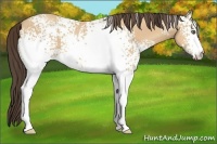 Horse Color:White Spotted Amber Champagne 