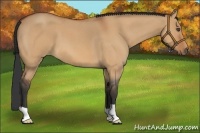 Horse Color:Bay Roan Dun 