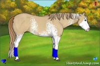 Horse Color:White Spotted Red Dun Splash 
