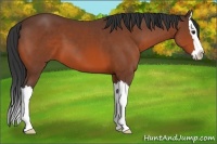 Horse Color:Bay Sabino Splash