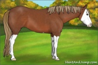 Horse Color:Chestnut Splash