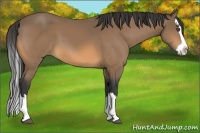 Horse Color:Buckskin Sabino Splash 