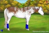 Horse Color:White Spotted Chestnut Splash 