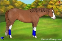 Horse Color:Chestnut Splash 