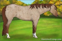 Horse Color:Unknown 