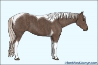 Horse Color:Silver Black Tobiano Brindle