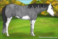 Horse Color:Blue Roan Splash 
