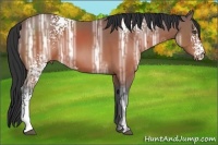 Horse Color:White Spotted Brown Ice