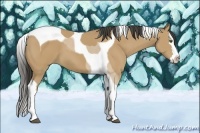 Horse Color:Buckskin Sabino Splash Tobiano 