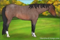 Horse Color:Bay Roan 