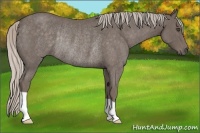 Horse Color:Silver Blue Roan Rabicano 