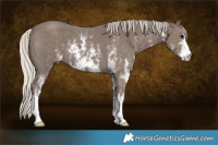 Horse Color:Silver Black Sabino 
