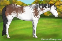Horse Color:White Spotted Bay Sabino Rabicano 