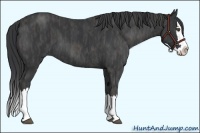 Horse Color:Blue Roan Sabino Splash  Brindle
