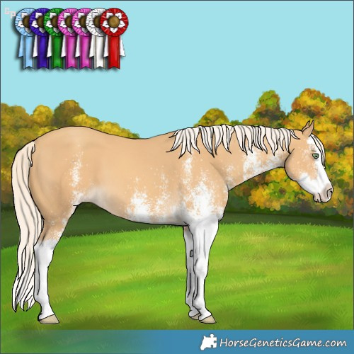 Horse Color:White Spotted Gold Cream Champagne Splash 