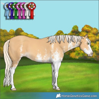 Horse Color:White Spotted Gold Cream Champagne Splash 