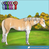 Horse Color:White Spotted Gold Cream Champagne Splash 