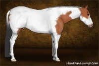 Horse Color:Bay Tobiano Frame