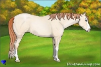 Horse Color:Amber Cream Champagne Pearl Splash 