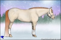 Horse Color:Buckskin Pearl Dun Frame 