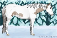 Horse Color:Classic Champagne Roan Splash Tobiano