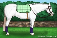 Horse Color:White Spotted Bay Splash Appaloosa 