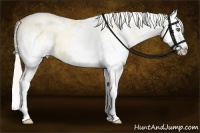Horse Color:White Spotted Silver Buckskin Pearl Dun Splash