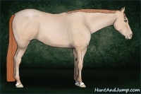 Horse Color:Buckskin Pearl 