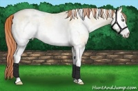Horse Color:White Spotted Amber Cream Champagne Pearl Dun 