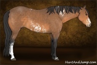 Horse Color:White Spotted Buckskin