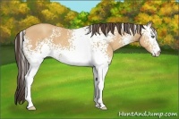 Horse Color:White Spotted Amber Champagne 