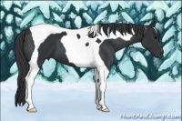 Horse Color:Black Tobiano 