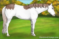 Horse Color:Red Roan Splash
