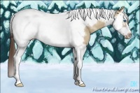 Horse Color:Classic Champagne Dun Splash Tobiano Frame 