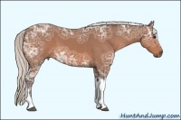 Horse Color:Silver Bay Ice Sabino Tobiano