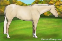 Horse Color:Silver Grullo Pearl 