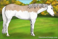Horse Color:Silver Buckskin Roan Splash
