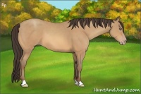 Horse Color:Amber Champagne