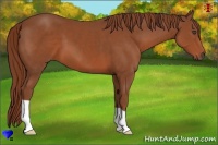 Horse Color:Chestnut 