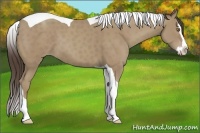 Horse Color:Classic Cream Champagne Splash Tobiano 