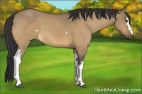 Horse Color:White Spotted Buckskin Dun 