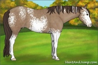 Horse Color:White Spotted Classic Champagne 