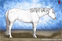 Horse Color:Grullo Splash Appaloosa 