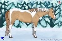Horse Color:Red Dun Splash Tobiano