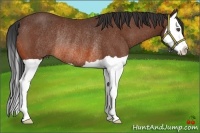 Horse Color:Bay Splash Rabicano