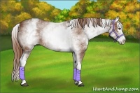 Horse Color:White Spotted Chestnut Splash 