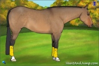 Horse Color:Bay Dun