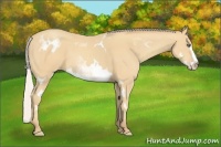 Horse Color:White Spotted Silver Amber Cream Champagne Splash Frame 